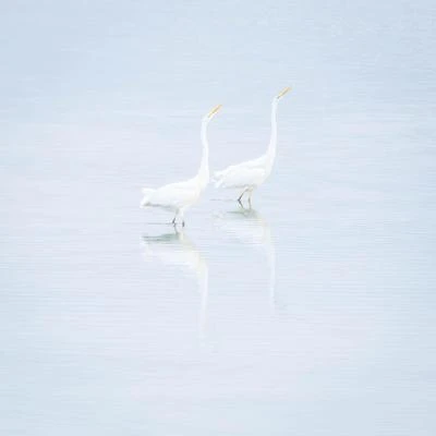 Grande Aigrette