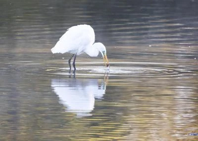 Grande Aigrette