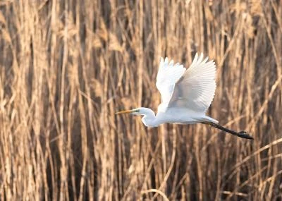 Grande Aigrette