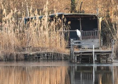 Grande Aigrette