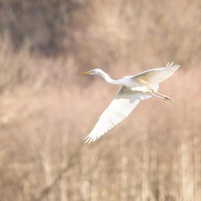 Grande Aigrette