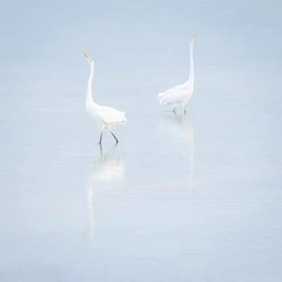 Grande Aigrette