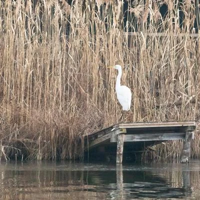 Grande Aigrette