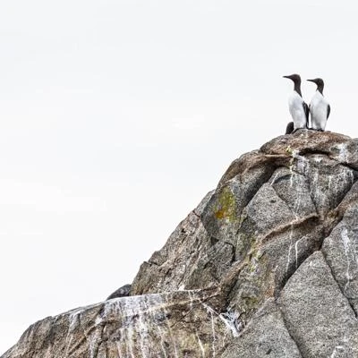 Guillemot de Troïl