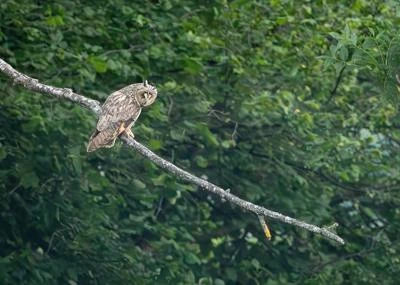 Hibou moyen-duc