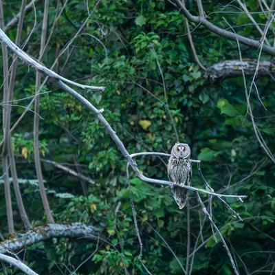 Hibou moyen-duc