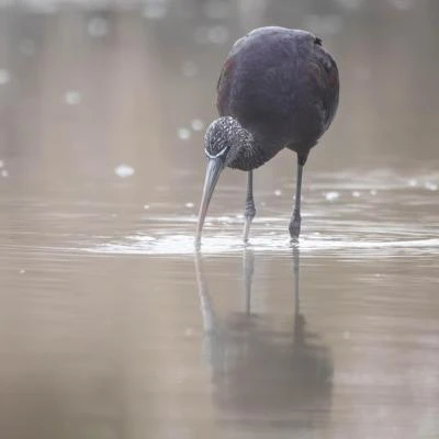 Ibis falcinelle