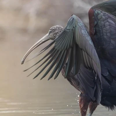 Ibis falcinelle