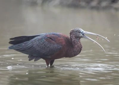 Ibis falcinelle