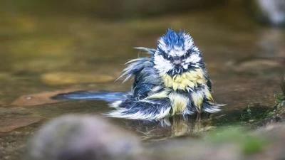 Mésange bleue