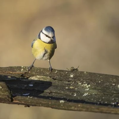 Mésange bleue