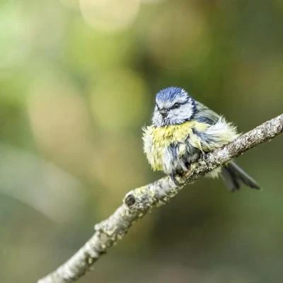 Mésange bleue