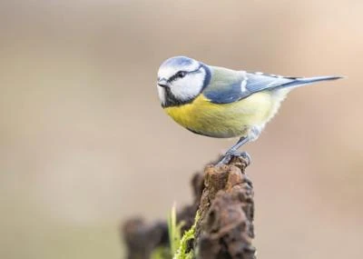 Mésange bleue
