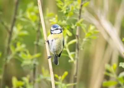 Mésange bleue