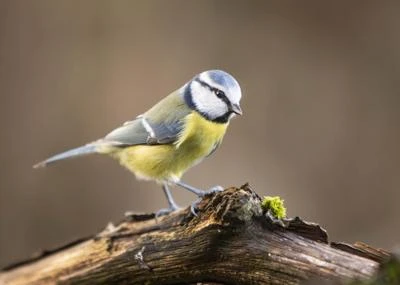 Mésange bleue