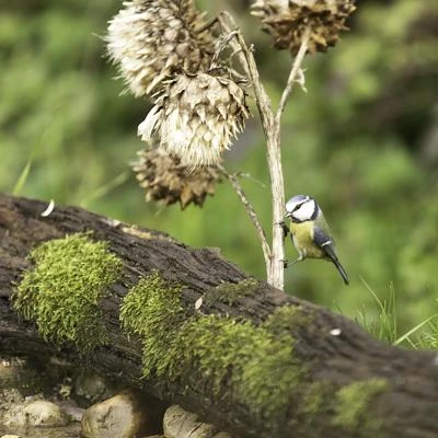 Mésange bleue