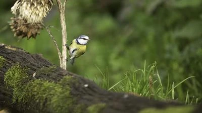 Mésange bleue