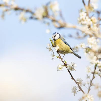 Mésange bleue