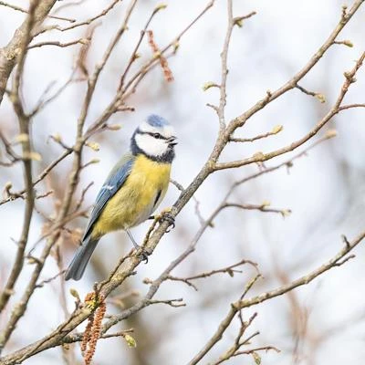Mésange bleue