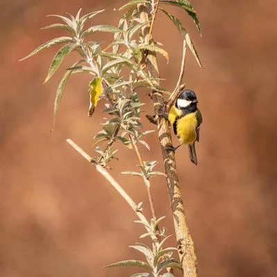 Mésange charbonnière