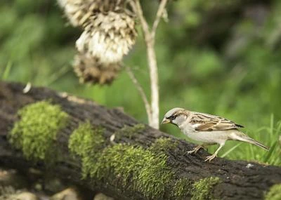 Moineau domestique