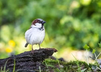 Moineau domestique
