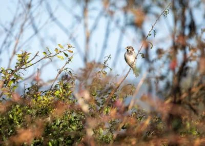 Moineau domestique