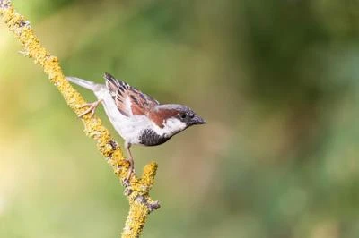 Moineau domestique