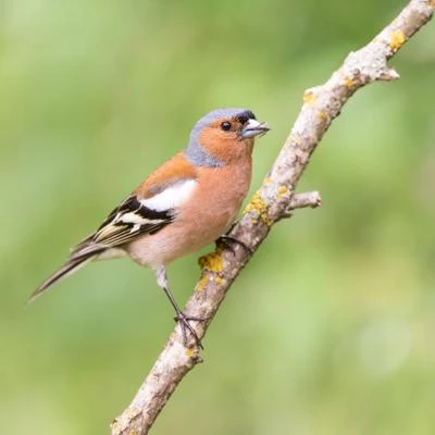Pinson des arbres