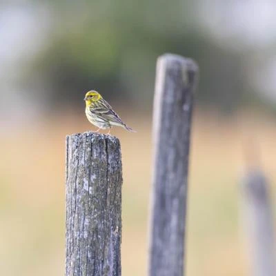 Serin cini